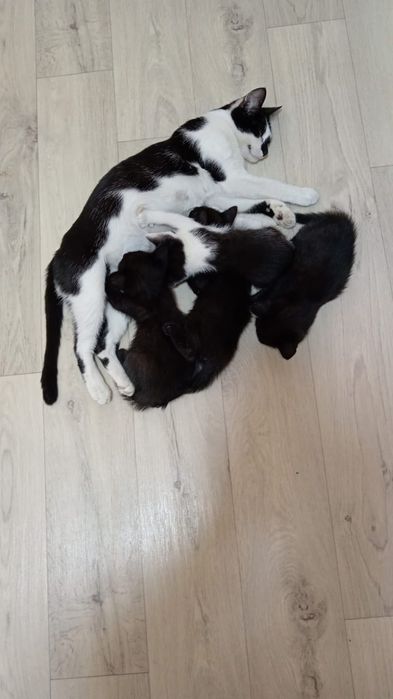 Кошка с котятами 1мес