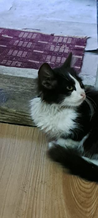 Pisic pentru adopție