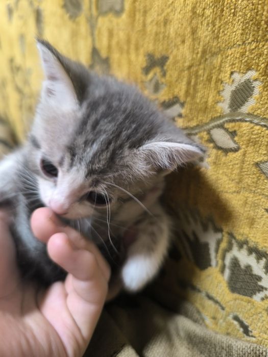 Котята , отдам в добрые руки