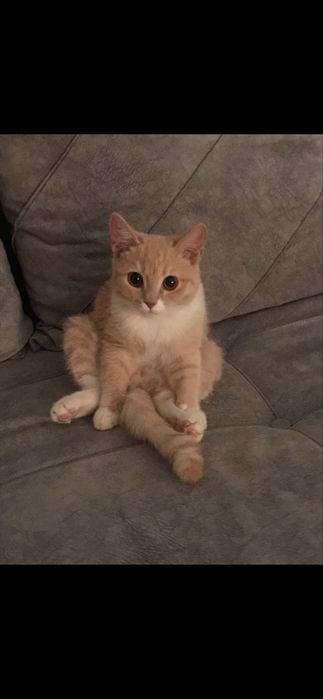 Отдам котенка мальчика