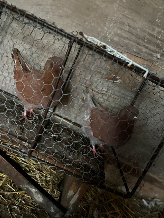 Vând porumbei diferite rase