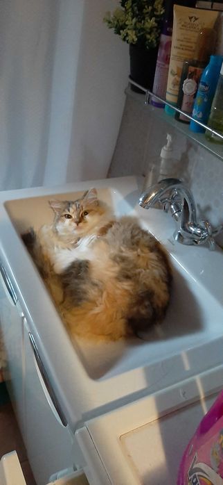 Потерялась кошка