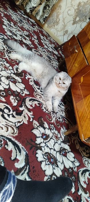 Vyazka uchun telefon qilila