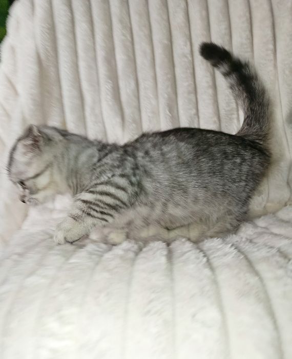 Продается шикарный котенок Манчкин мальчик