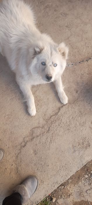 Продаётся щенок  сибирский лаика