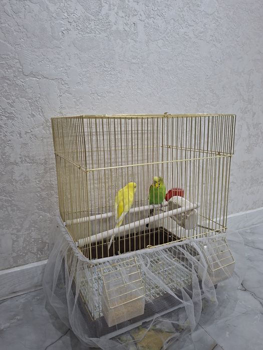 Попугай с клеткой