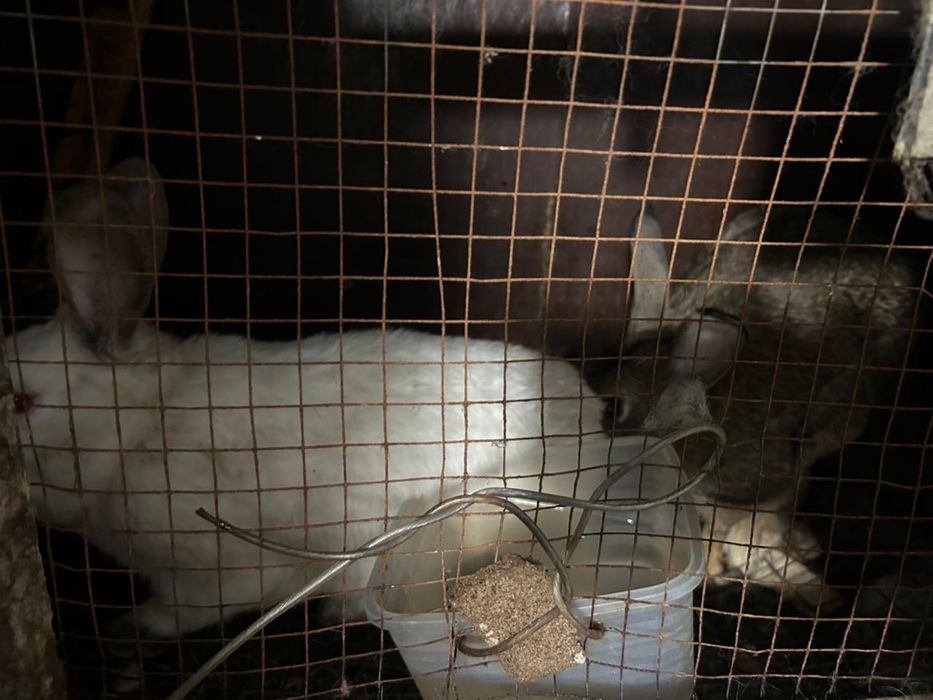 Продам кроликов