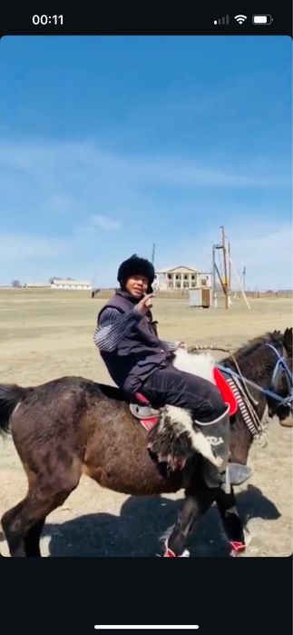 Айғыр сатылады Полукровка Жартықанды