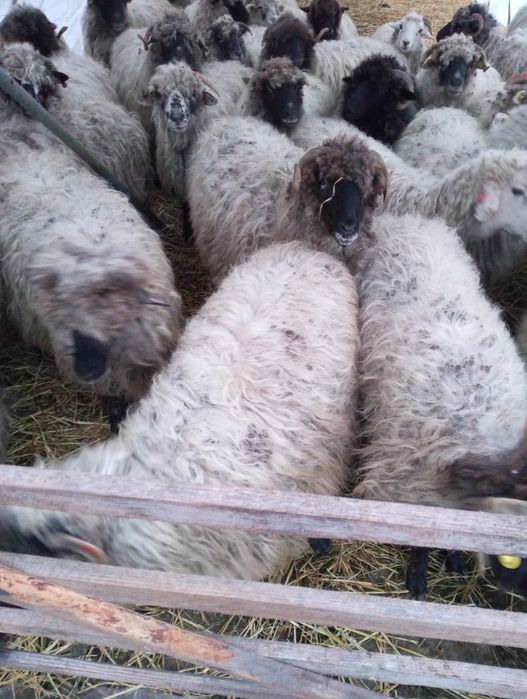 Oi de vânzare bucalai