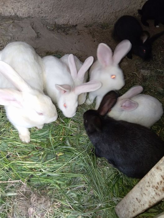 Flander Kaliforniya paroda