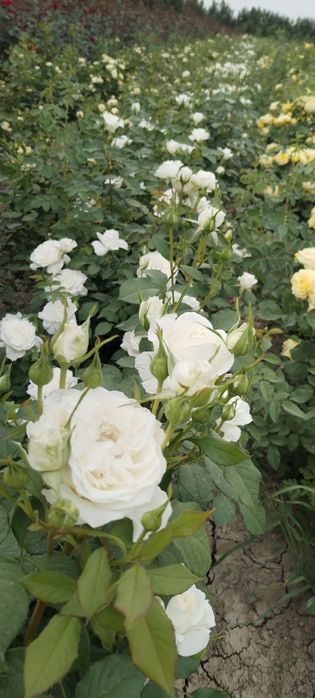 Атиргул кучатлари сотилади