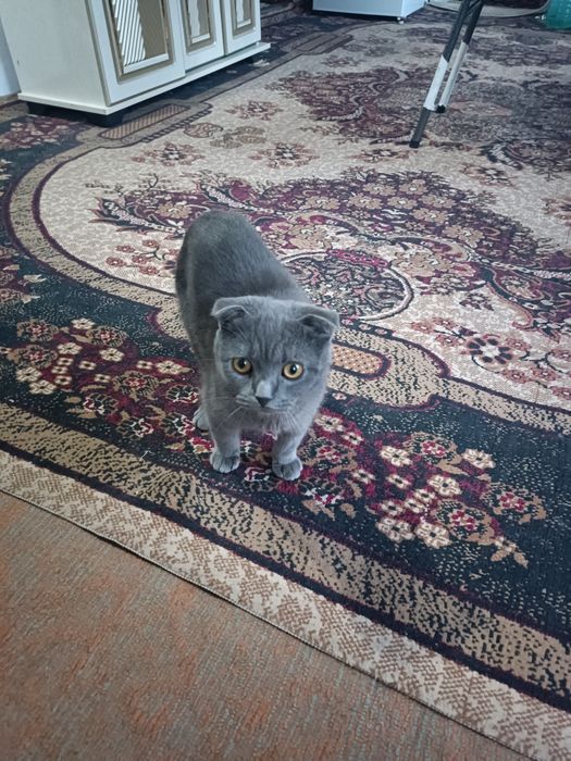 Scottish fold кот