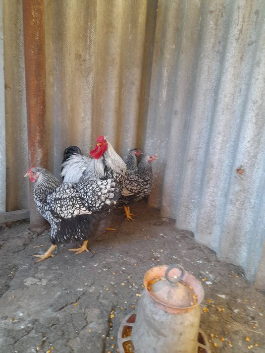 Vând ouă și pui Mii de Flori Porțelan,cochinchina pitic porțelan și negru bobat, Brahma Uriaș din 9 culori