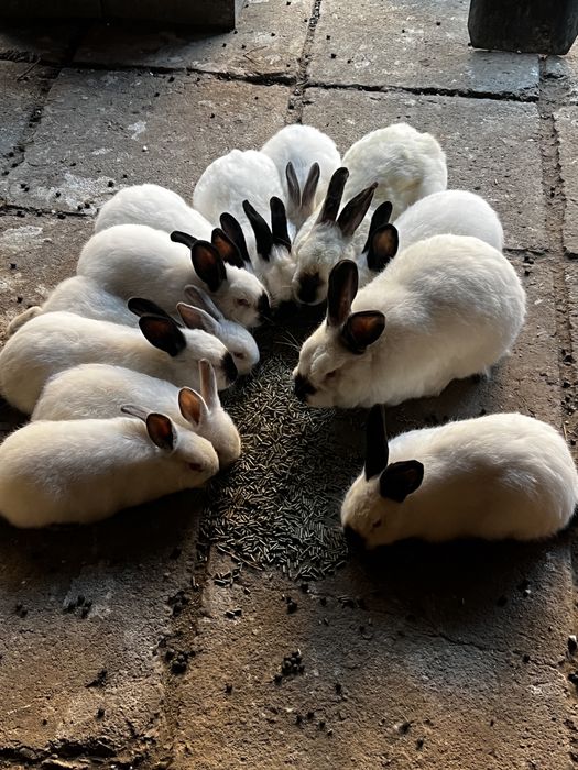 Vand iepuri californieni