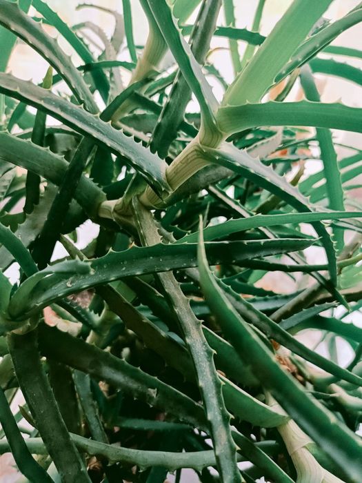 Продам большое АЛОЭ