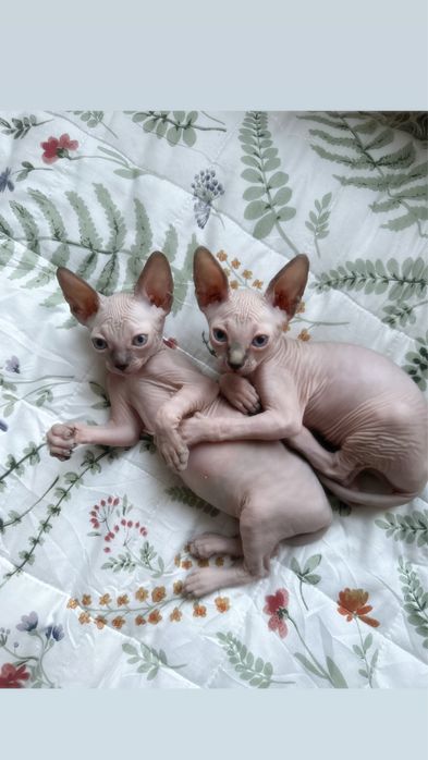 Котята канадского сфинкса