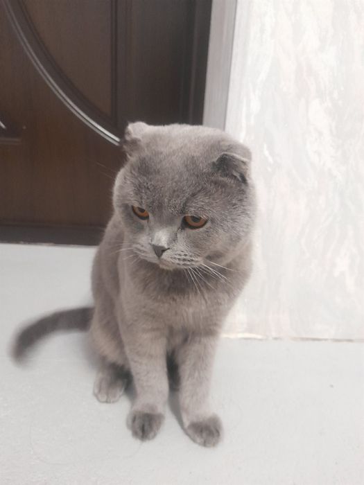 Scottish Fold sotiladi