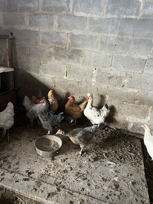 Продам куриц по 5000