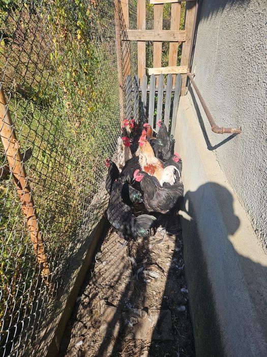 Vând cocoși Australorp