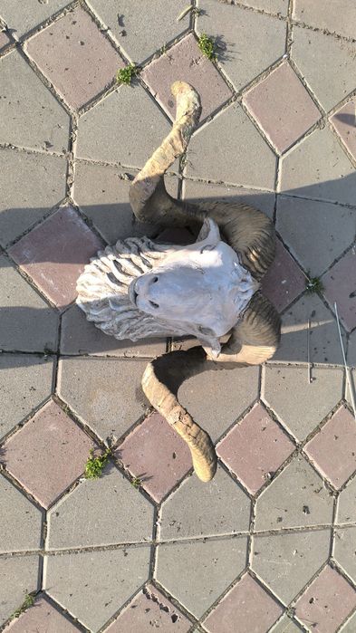 Стартует баранина голова