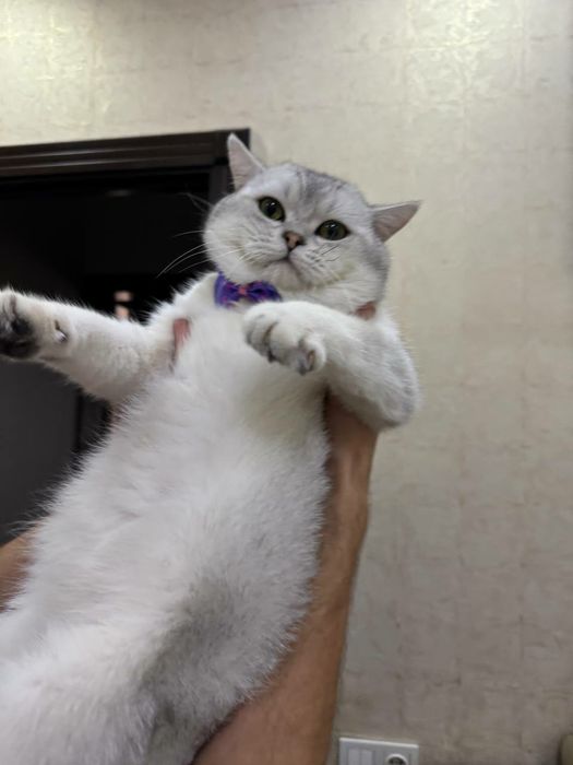 Кошка. Британская шиншилла 1 год