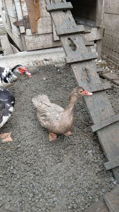 Vand rațe leșești mute