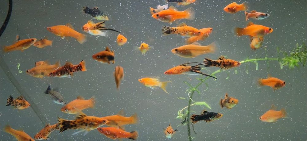 Pești acvariu. Xipho, Molly!