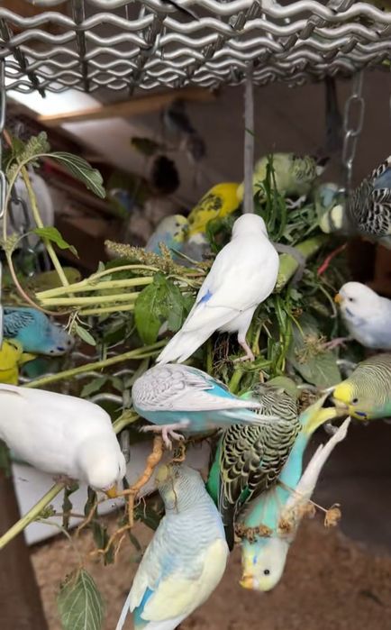 Papagal peruș , papagali peruși