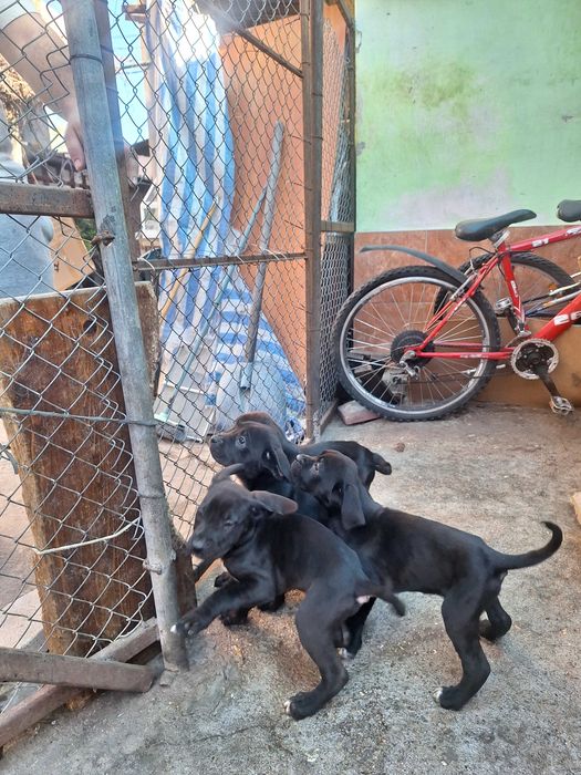 Продавам Кане Корсо