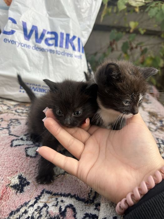 котята в добрые руки