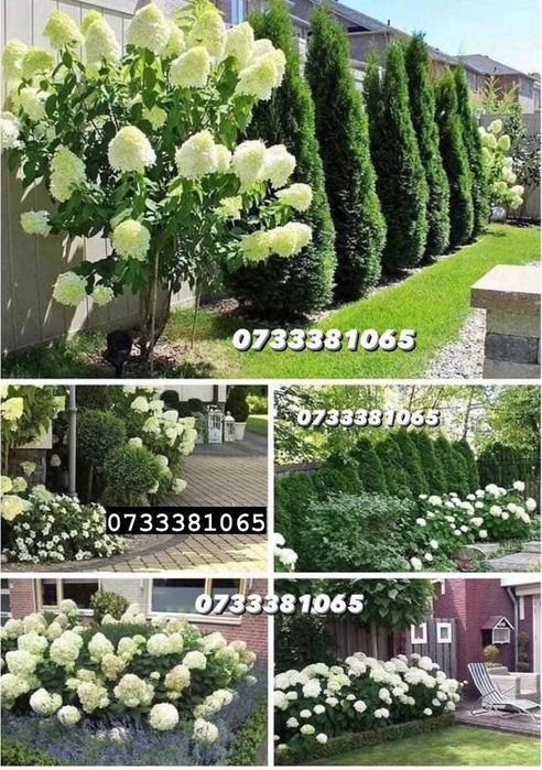 Plante ornamentale tuia,mestecan,ponpon,specialități oriunde in țara