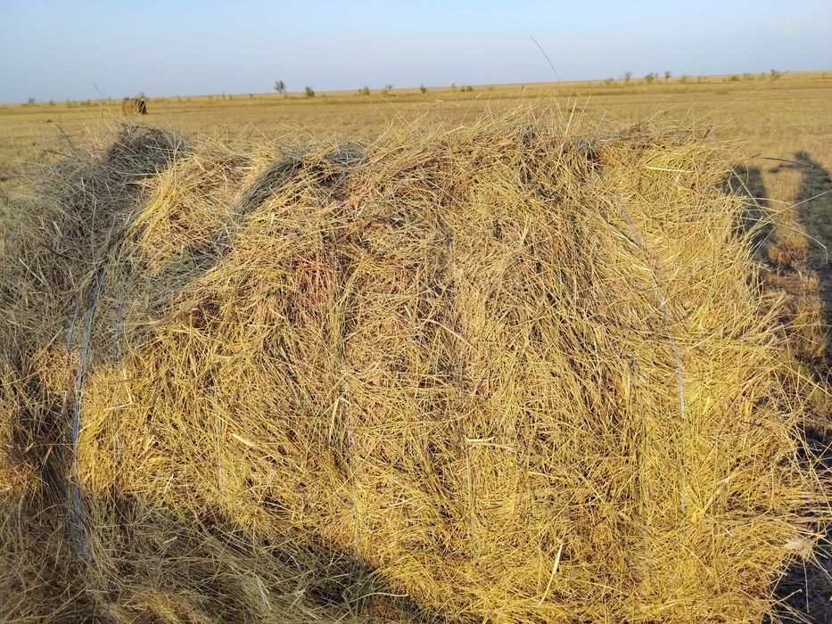 Продам сено рулон