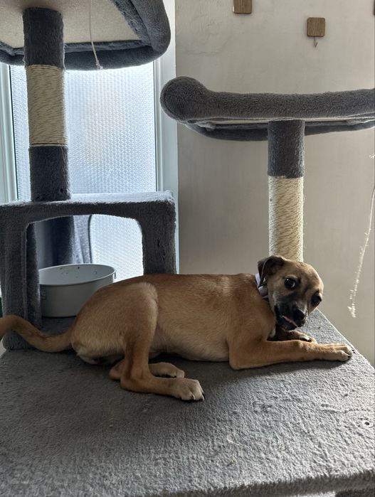 Lisa isi cauta casuta