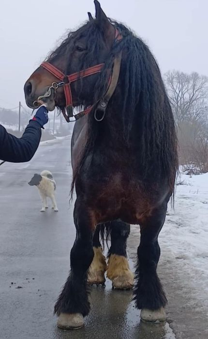 Vand sau monta armasar ardenez 1,80 inaltime