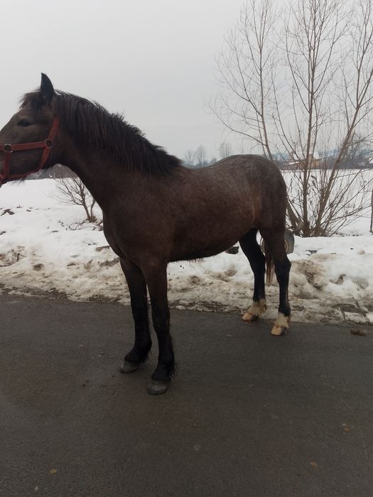 Vând Mânz de 10 luni