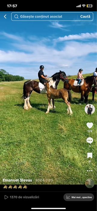 Vand armasar cal tarcat Barokpinto din tata frizian si mama pinto