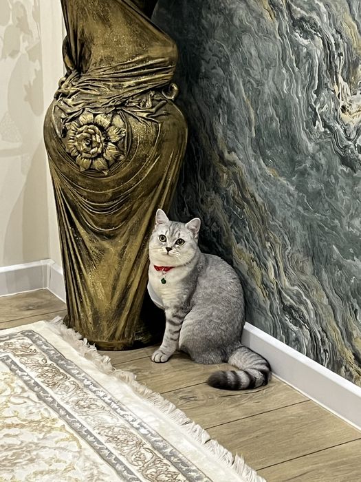 Котята шиншилы хоршый породы