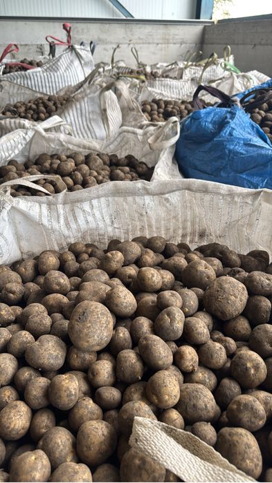 Cartofi albi big bag cal 45+  (animale)