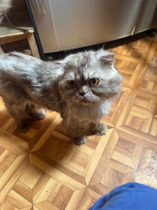 Кот Шотландский вислоухий и кошка Серебристая шиншилла