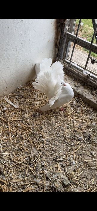 Голуби.  Белые павлины