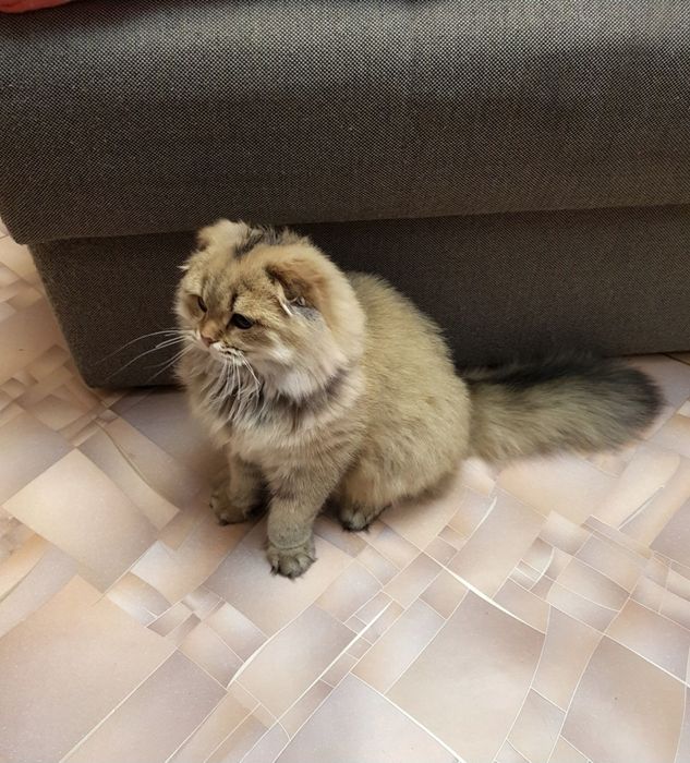 Кошка золотая шиншилла