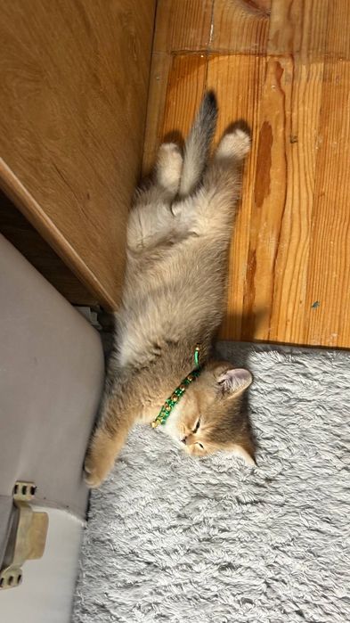 Котенок Породистый