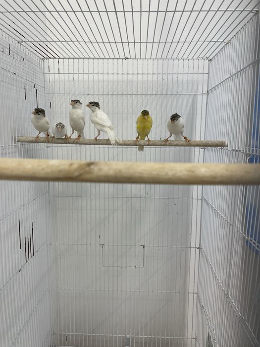 Канарейка сотилади