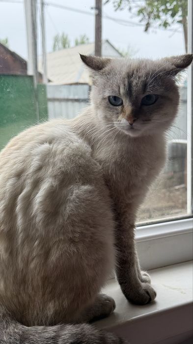 Шикарный тайский котик