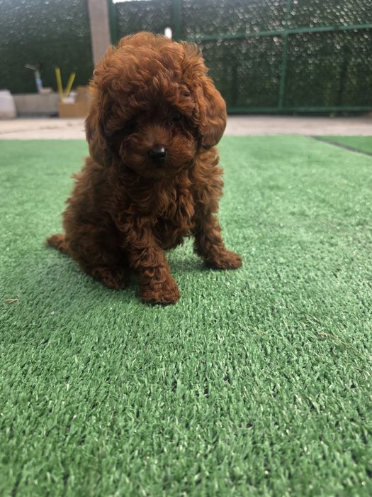 Пудел той момиче с документ за произход