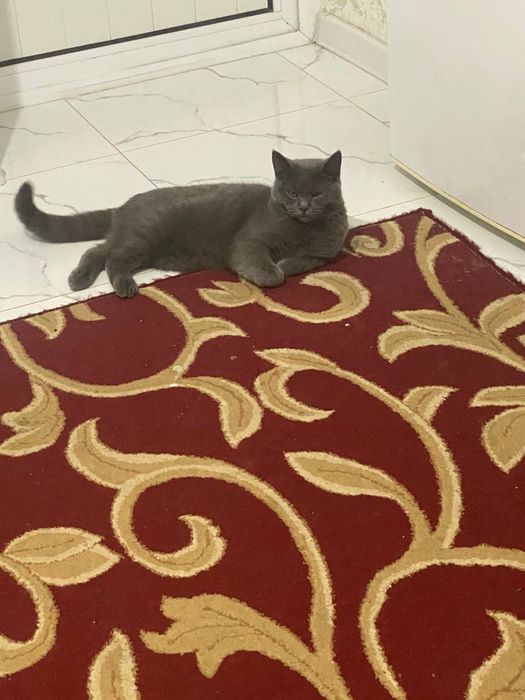 Скоттиш-страйт (шотландская прямоухая кошка)