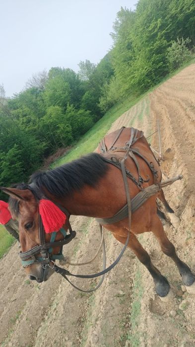 Mînză de vînzare mînza are 3 ani jumate și se vinde cu ștraf și ham  este foarte cuminte