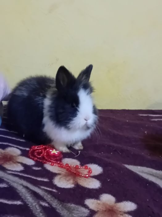 Vand sau schimb iepurasi cap de leu