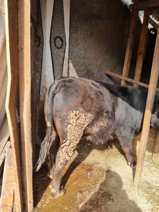 Бычок ангус  1.4