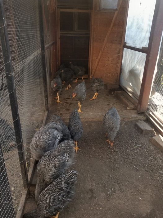 Vând pui Plymouth rock barat cocos (5 luni,) Târgu Mures